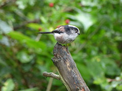 Aegithalos caudatus
