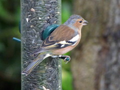 Fringilla coelebs