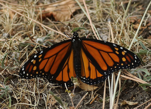 Monarch photographed in Idaho