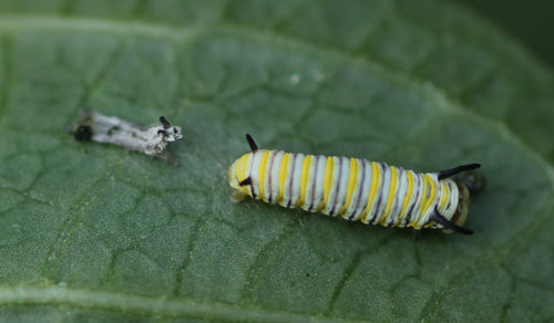 Monarch, photo 10 of 10