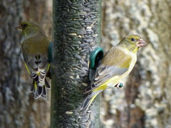 Chloris chloris