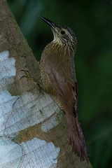 Dendrocolaptes platyrostris