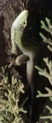 Podarcis siculus