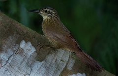 Dendrocolaptes platyrostris