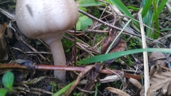 Agaricales