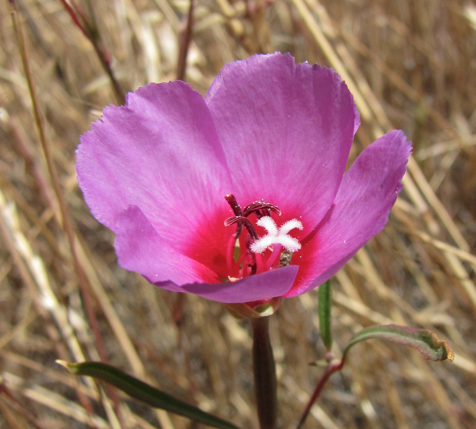 Clarkia rubicunda