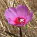 Ruby Chalice Clarkia - Photo (c) randomtruth, some rights reserved (CC BY-NC-SA)