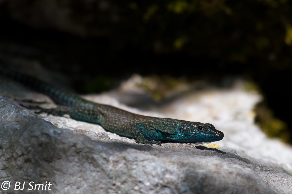 Sharp-snouted Rock Lizard