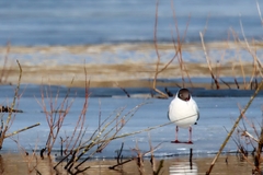 Chroicocephalus ridibundus