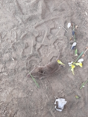 Crocidura suaveolens