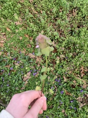 Lamium purpureum