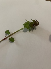 Lamium purpureum