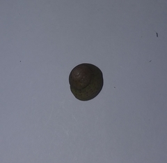 Steromphala divaricata