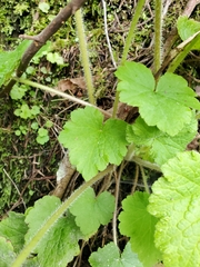 Tellima