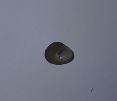 Steromphala divaricata