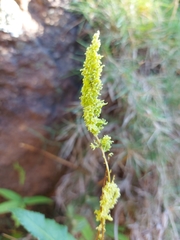 Phanerophlebia
