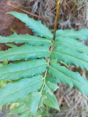 Phanerophlebia