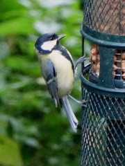 Parus major