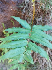 Phanerophlebia