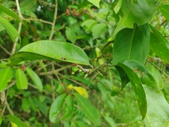 Lacistema aggregatum