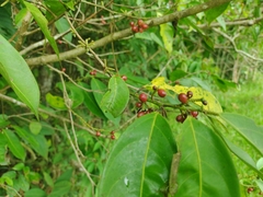 Lacistema aggregatum