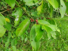 Lacistema aggregatum