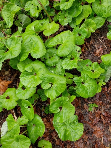 Petasites japonicus iNat (1)