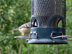 Periparus ater