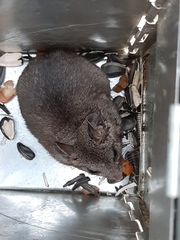 Nothocricetulus migratorius