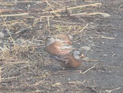 Leucosticte tephrocotis littoralis