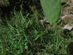 Orthosia