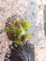 Cellana sandwicensis