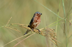 Sporophila cinnamomea