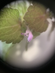 Lamium purpureum