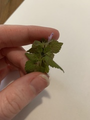 Lamium purpureum