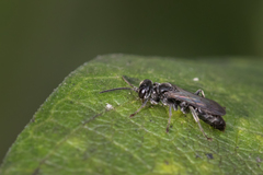 Lyroda