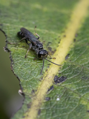 Lyroda