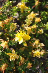Hypericum balearicum