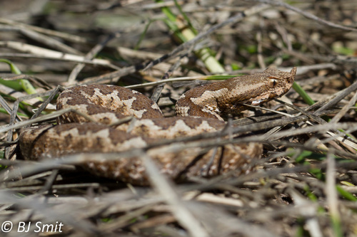 Photo of a Nose-horned Viper (Vipera ammodytes)