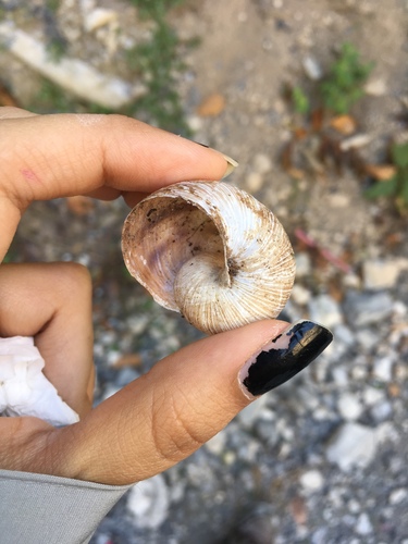 Humboldtiana nuevoleonis