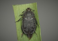 Thanatophilus rugosus