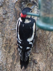 Dendrocopos major