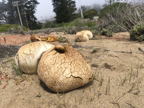 Western Giant Puffball
