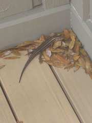 Plestiodon