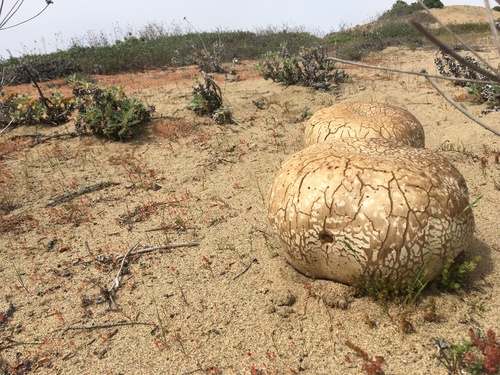 Western Giant Puffball