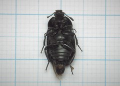 Thanatophilus rugosus
