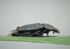 Thanatophilus rugosus