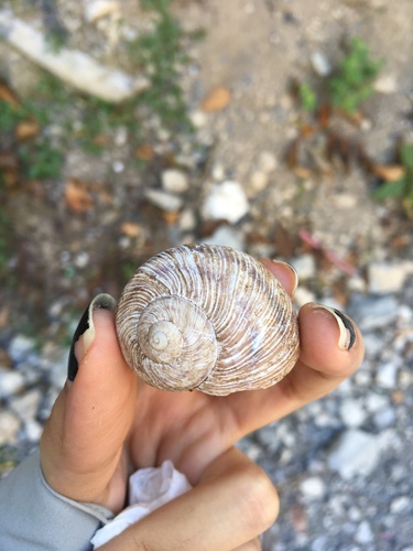 Humboldtiana nuevoleonis
