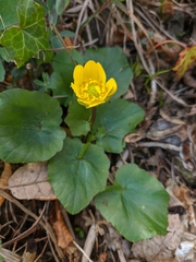 Ficaria verna calthifolia