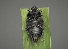 Thanatophilus rugosus